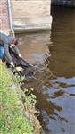 Karper uitzetting 18-02-2023 in de Zijl