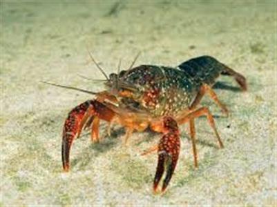 Rivierkreeft